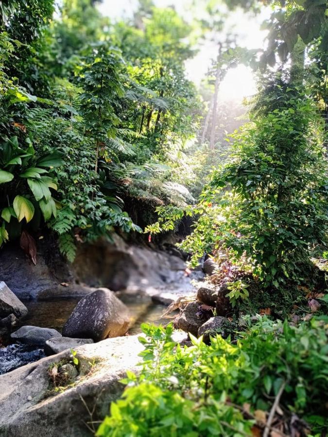 Vila Roots Jungle Retreat Marigot Exteriér fotografie