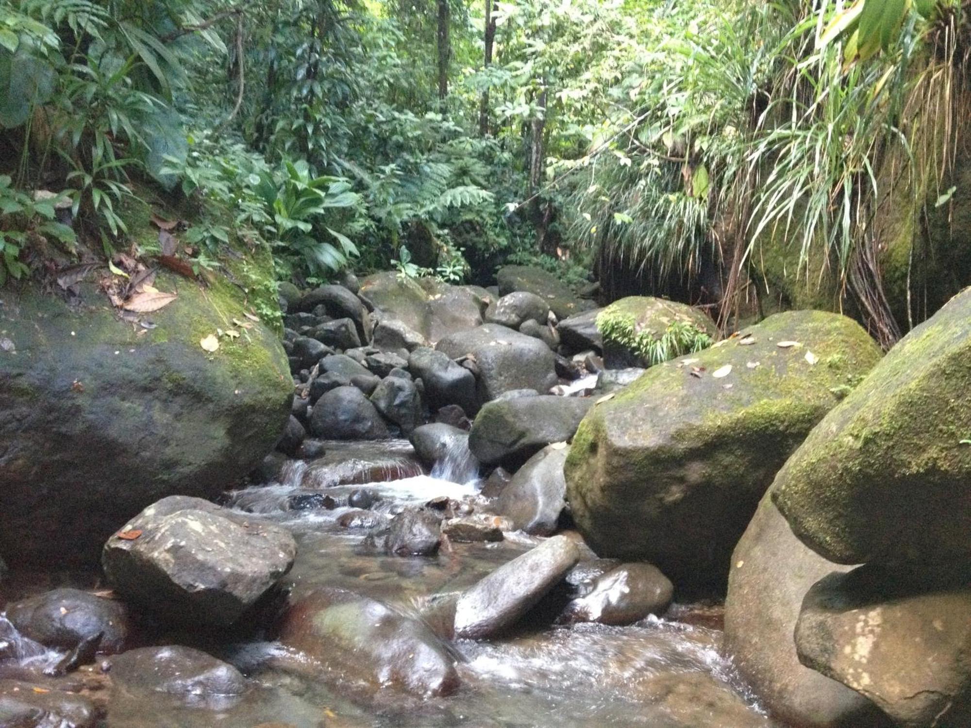 Vila Roots Jungle Retreat Marigot Exteriér fotografie
