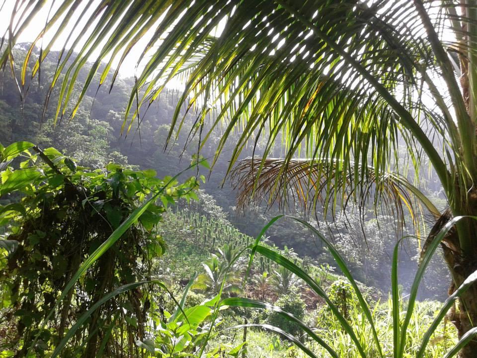Vila Roots Jungle Retreat Marigot Exteriér fotografie