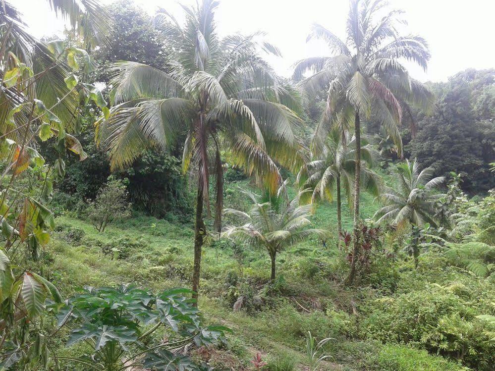 Vila Roots Jungle Retreat Marigot Exteriér fotografie